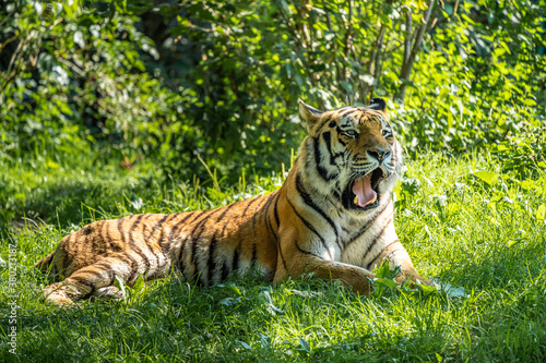The Siberian tiger Panthera tigris altaica in a park