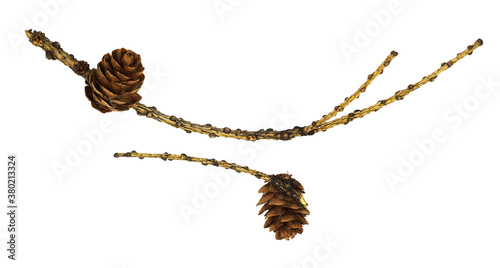 Set of dry twigs with cones