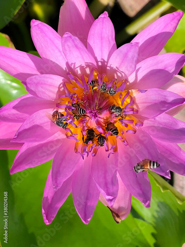 Close-up Of Pink Lotus Water Lily