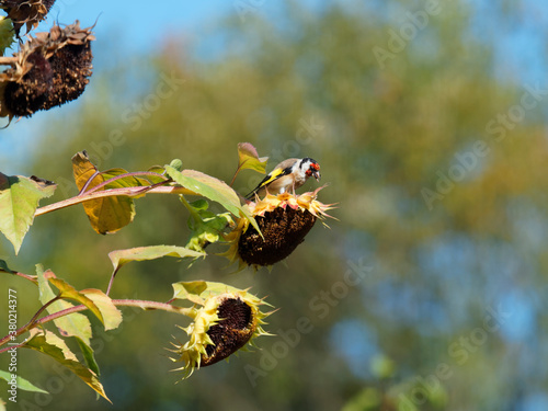 Carduelis carduelis -  Chardonneret élégant ou chardonneret d'Europe adulte perché sur une tige de tournesol photo