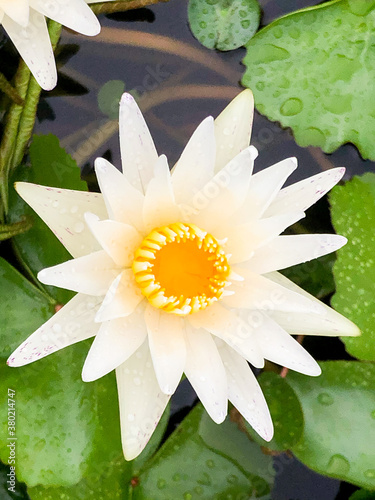 Water Lily. Lotus blossoms.