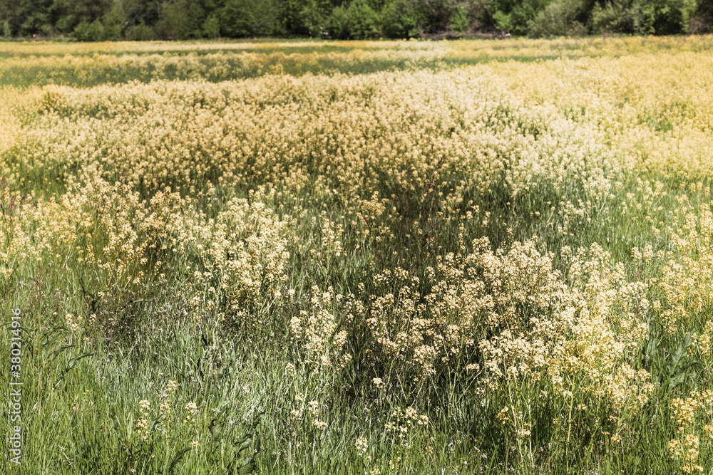 spring landscape of rape in full bloom,rapeseed flowers were yellowing the fields spring landscape of rape in full bloom,rapeseed flowers were yellowing the fields