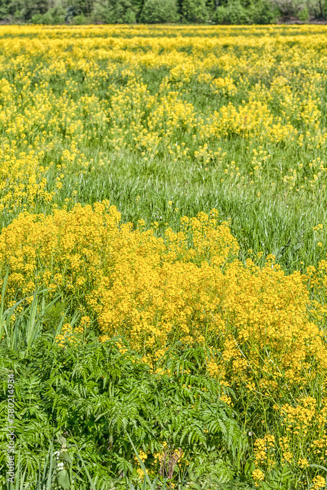 Obraz premium spring landscape of rape in full bloom,rapeseed flowers were yellowing the fields