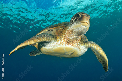 Flying green turtle in the blue