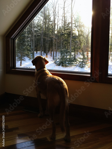 Dog looking out window in winter photo