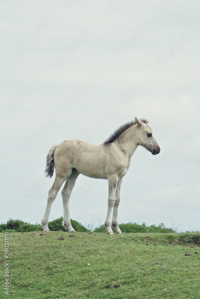 Portrait of a young foal Portrait of a young foal