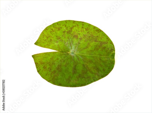 Cuadro en lienzo Closeup green leaf of water lily isolated on white background ,nature leave