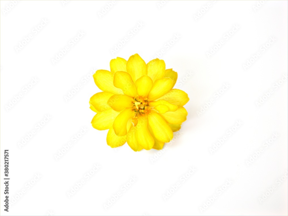 Yellow Zinnia angustifolia flower isolated on white background Yellow Zinnia angustifolia flower isolated on white background