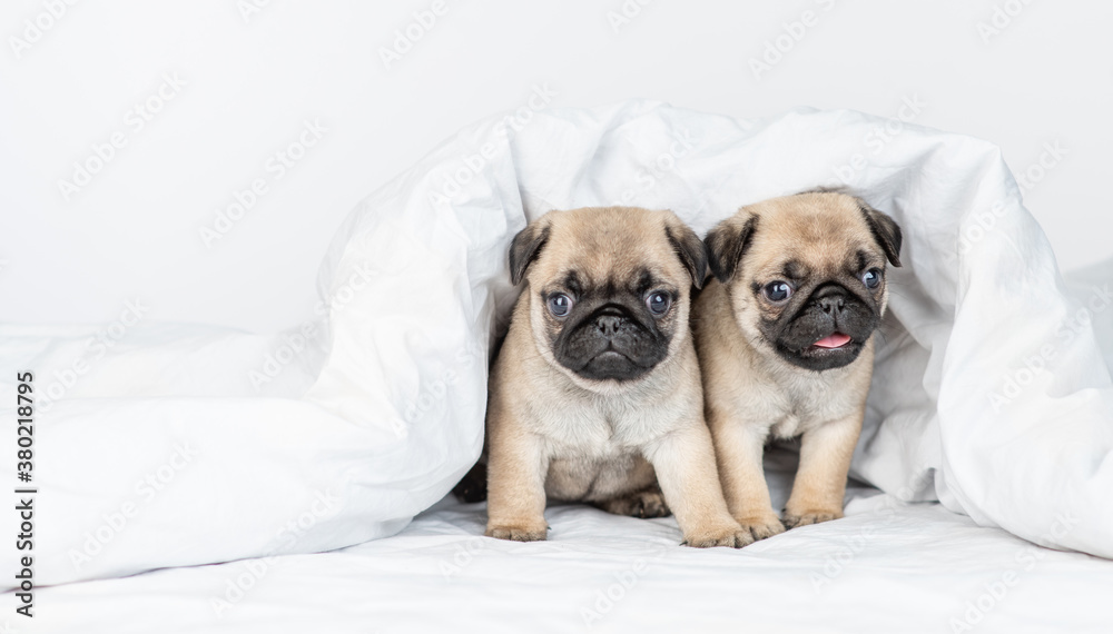 Two Pug puppies is sitting under warm blanket on the bed at home. Empty space for text