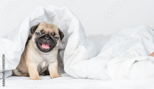 Funny Pug puppy sits under a warm blanket on a bed at home. Empty space for text