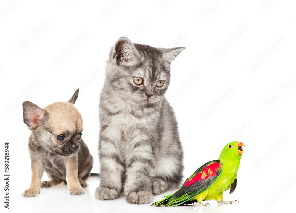 Chihuahua puppy, tabby kitten and parrot sit together. isolated on white background Chihuahua puppy, tabby kitten and parrot sit together. isolated on white background