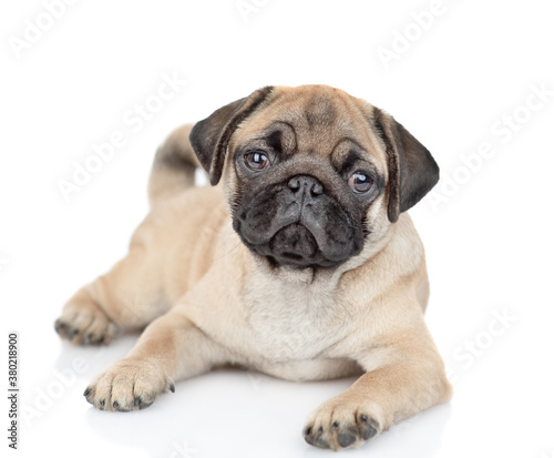 Pug puppy lies and looks at camera. isolated on white background © Ermolaev Alexandr