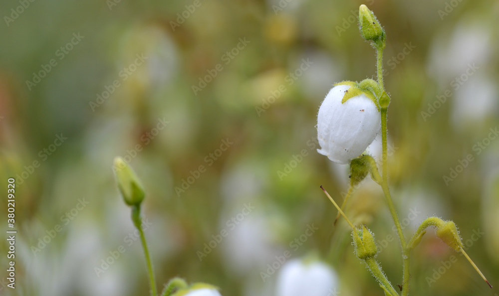 Petite fleur sauvage Petite fleur sauvage