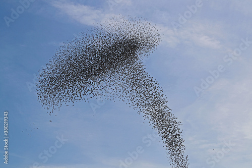 Canvas Print a large flock or murmuration of starlings flocking together and flying in format