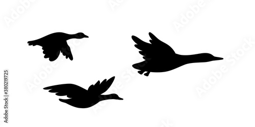 Banner with isolated on white background waterfowls. Abstract black silhouettes of flying wild migratory birds - duck, geese, dove for icons, logos or printing on any surface.