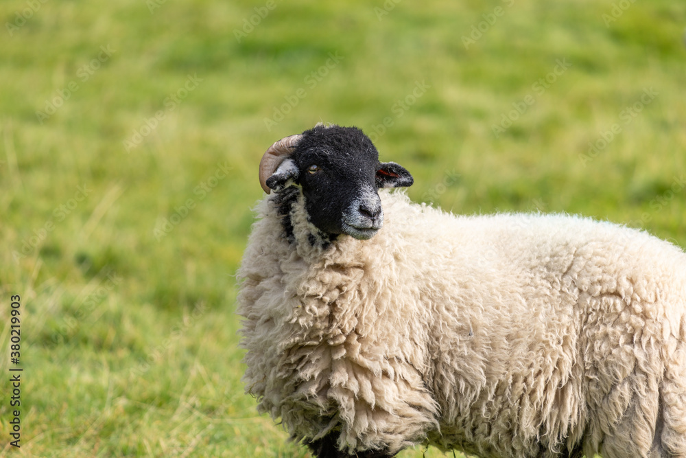 Single Sheep in North Yorkshire Single Sheep in North Yorkshire