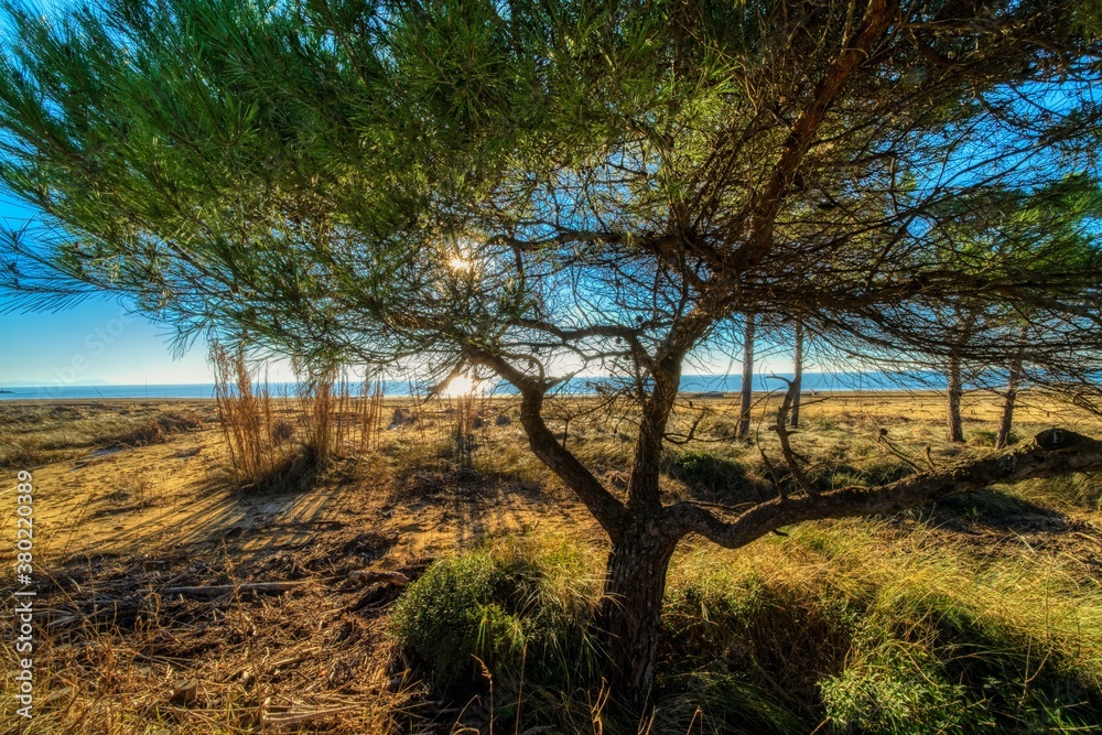 trees on the beach trees on the beach