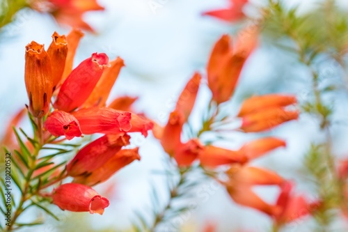 全体を見るとにぎやかな印象ですが、実はエリカの花はひとつひとつとても可憐で個性的です