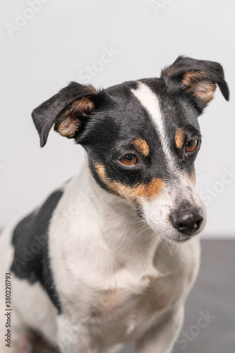 Brown, black and white Jack Russell Terrier dog posing in a studio, part of body, on a white background, copy space © Dasya - Dasya