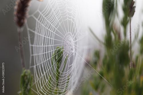 Spider web between some lavender - one string of gossamer holding on