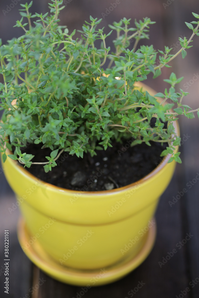 A Thyme Plant In A Bright Yellow Pot A Thyme Plant In A Bright Yellow Pot