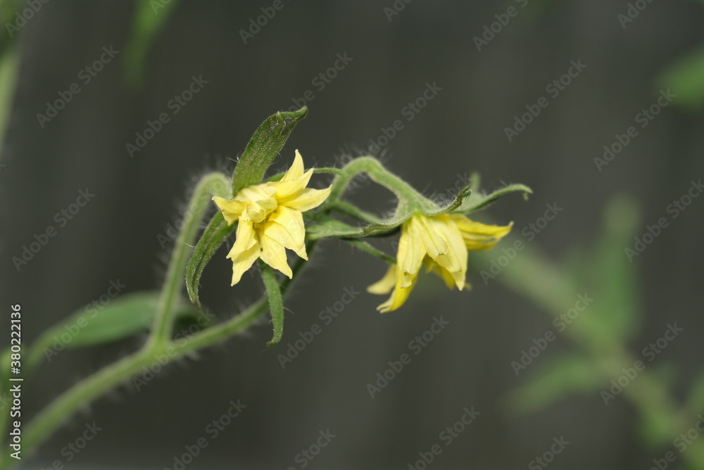 yellow flower with dew drops yellow flower with dew drops