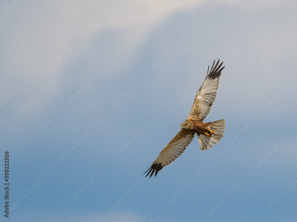 western marsh harrier (Circus aeruginosus) bird of prey in flight, on blue sky western marsh harrier (Circus aeruginosus) bird of prey in flight, on blue sky