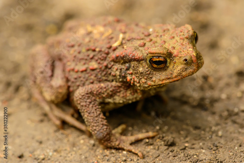 european common toad (bufo bufo) on the ground, detail