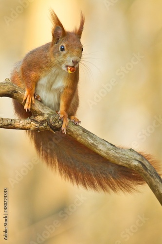 Red squirrel sitting on a branch in spring with a nut in its mouth looking couriously, sciurus vulgaris photo
