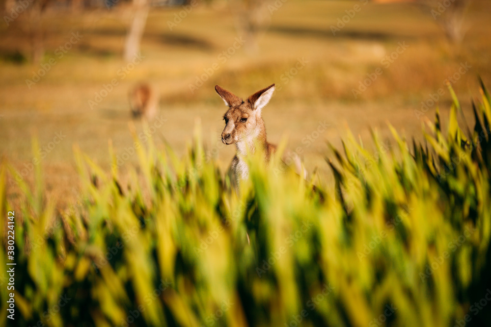 Wild Australian Kangaroo hiden behind a bush Wild Australian Kangaroo hiden behind a bush