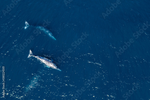 grey whale in Mexico Baja California aerial drone view panorama