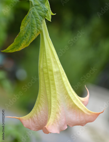 Trompette du jugement