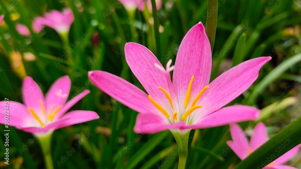 pink and yellow flower