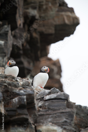 A puffin couple photo