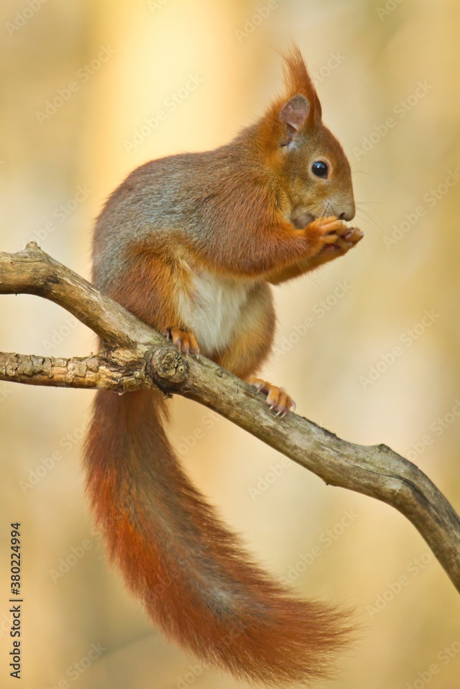 Eurasian red squirrel sitting on a branch in spring with a nut in its hands, sciurus vulgaris Eurasian red squirrel sitting on a branch in spring with a nut in its hands, sciurus vulgaris