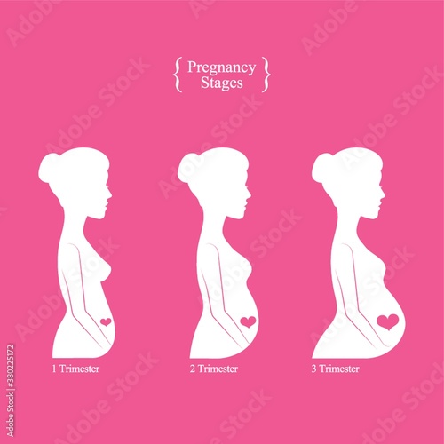 Pregnancy stages