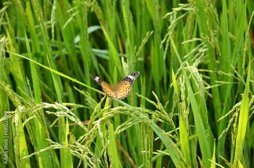 the beautiful yellow color butterfly on the green paddy plant .