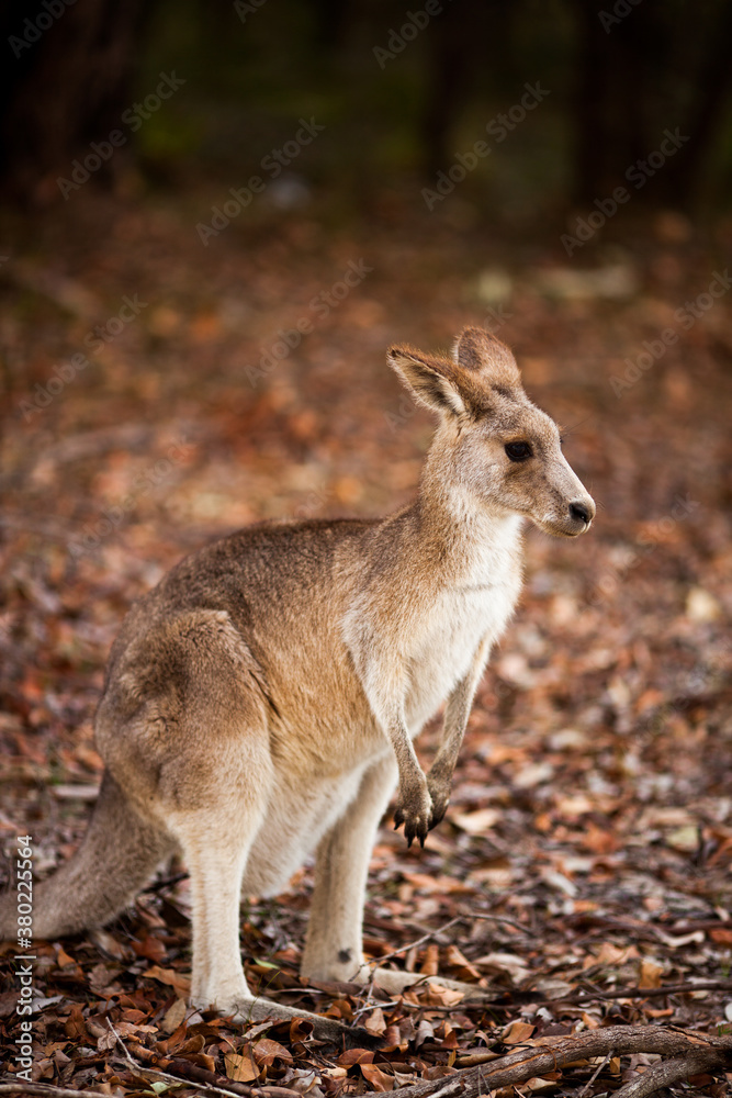 Wild Australian Kangaroo in the forest Wild Australian Kangaroo in the forest
