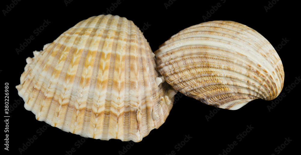 Seashells isolated on a black background Seashells isolated on a black background