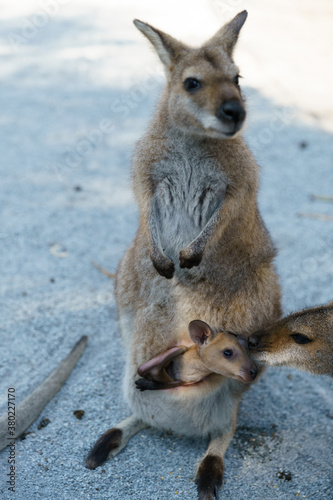 Cangorooh and baby, animals, Australia © Franz 