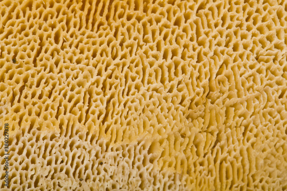 Mushroom texture as background Mushroom texture as background