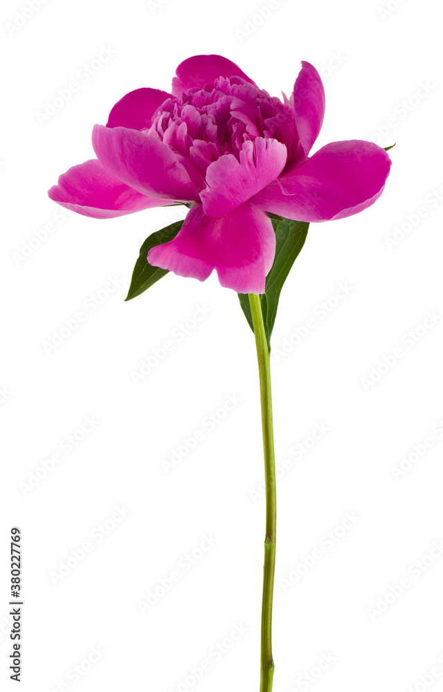 Flowers of pink peonies Isolated on white background Flowers of pink peonies Isolated on white background
