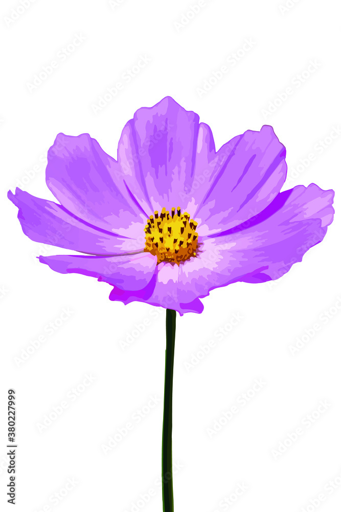 Fototapeta premium Vector image of a beautiful cosmos flower on a white background