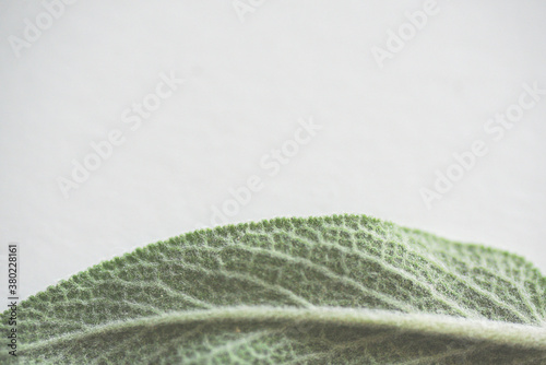 Close up image of Sage