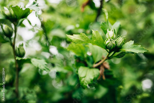 Hazelnuts Growing on a Tree