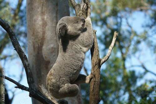 Photography Koala bear at gold coast Autralia