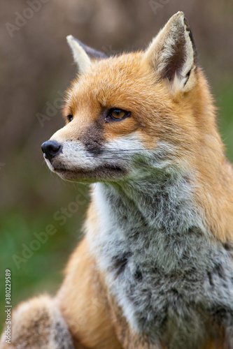 Red Fox photo