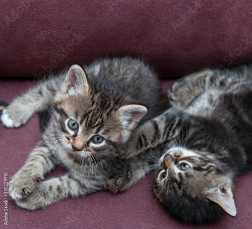 kittens one month old on a dark background