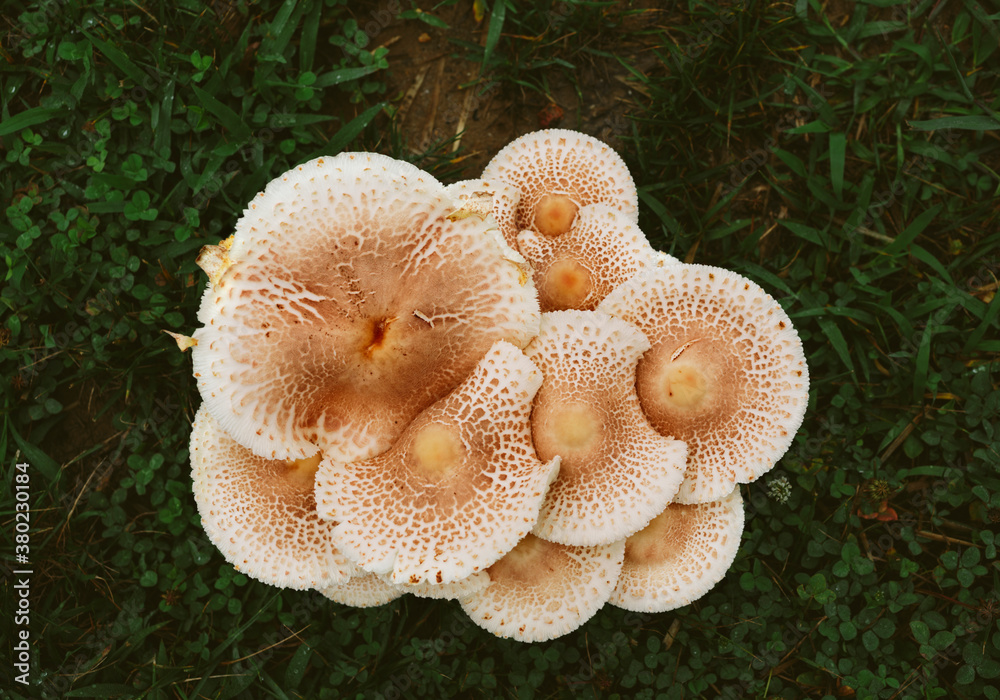 Clump of mushrooms growing in clover and grass Clump of mushrooms growing in clover and grass