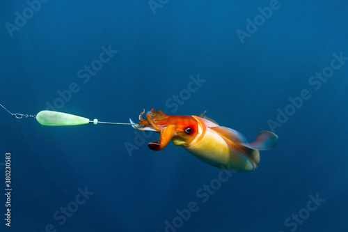 Diamond squid fishing photo